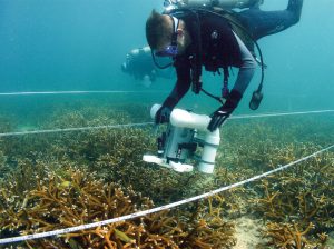 NSU conducting coral research. <em>Photography: Nova Southeastern University.</em>