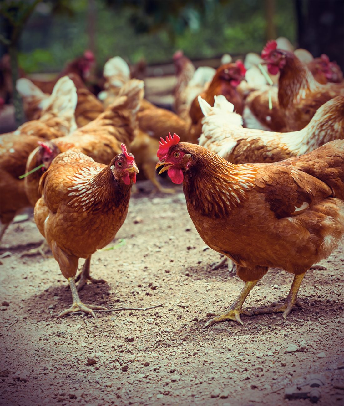 AFowl of the Law Fort Lauderdale Magazine