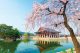 Gyeongbokgung Palace with cherry blossoms in spring.