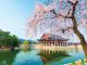 Gyeongbokgung Palace with cherry blossoms in spring.