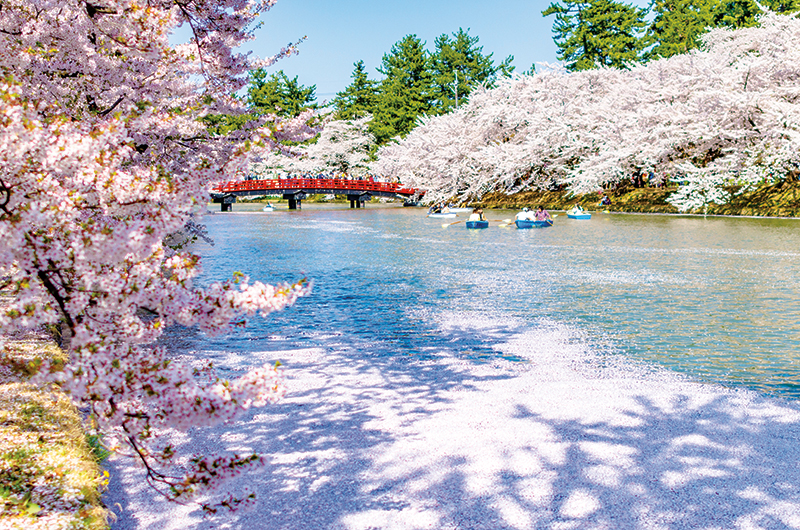 Cherry blossoms at the Hirosaki Castle Park in Hirosaki. Photography: Shutterstock / Taromon.